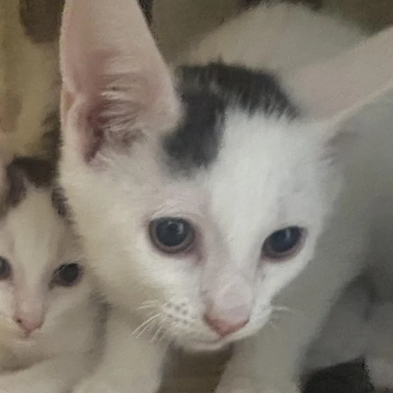 Stromboli thumbnail 2