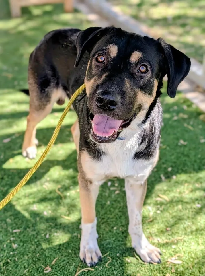 An adult large-sized male German Shepherd Dog dog named 26-178 for adoption in Ridgecrest, CA