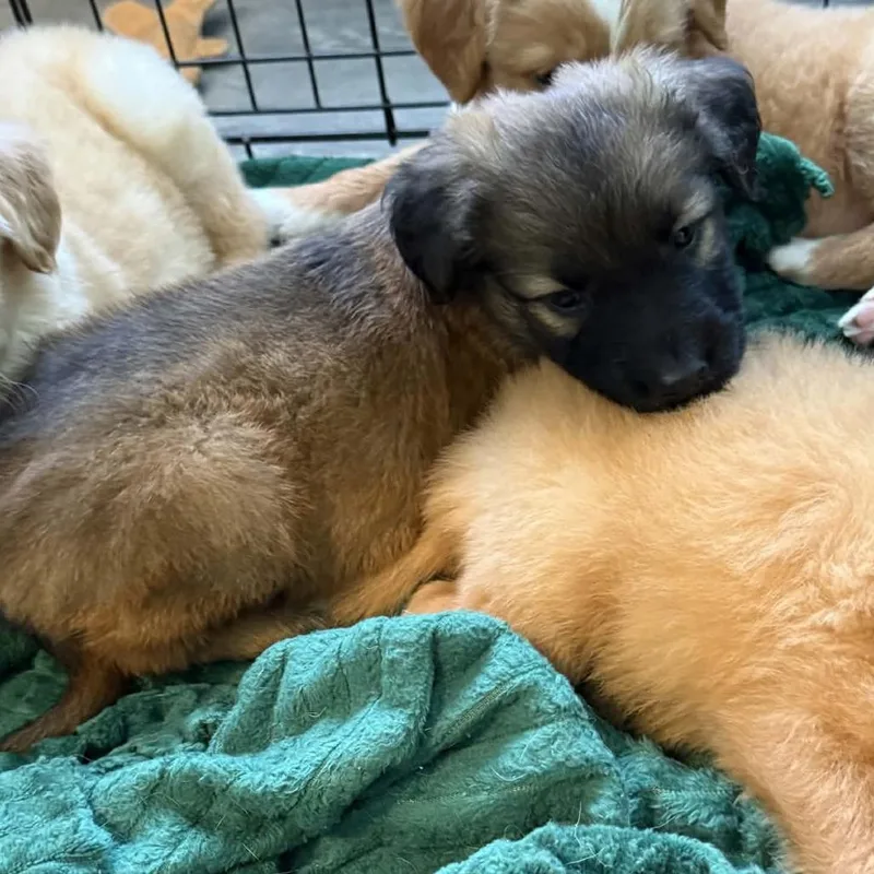 A baby medium-sized male Golden Retriever dog named Loki for adoption in Cleveland, TN