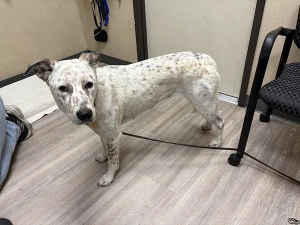 A young medium-sized female Australian Cattle Dog / Blue Heeler dog named Windrunner for adoption in Oceanside, CA