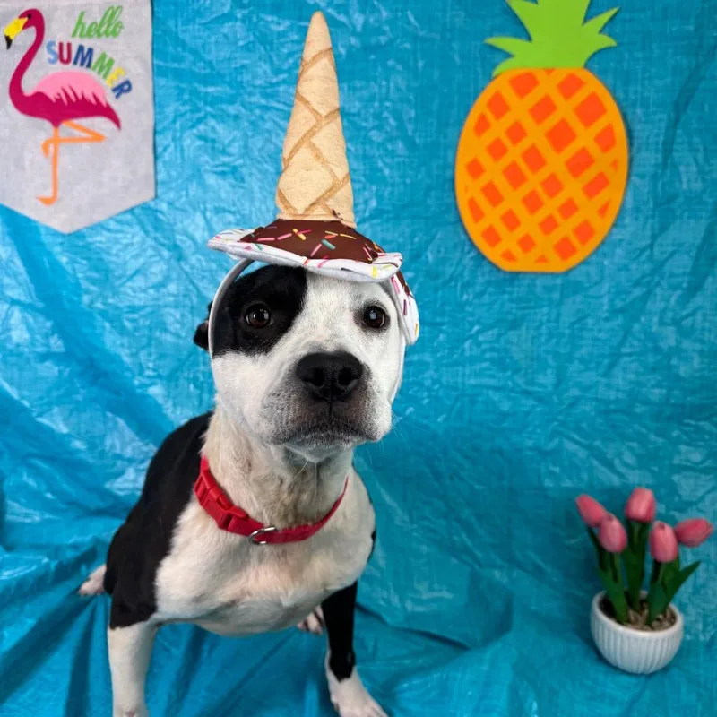 A young medium-sized male Black Pit Bull Terrier dog named Domino for adoption in Fresno, CA