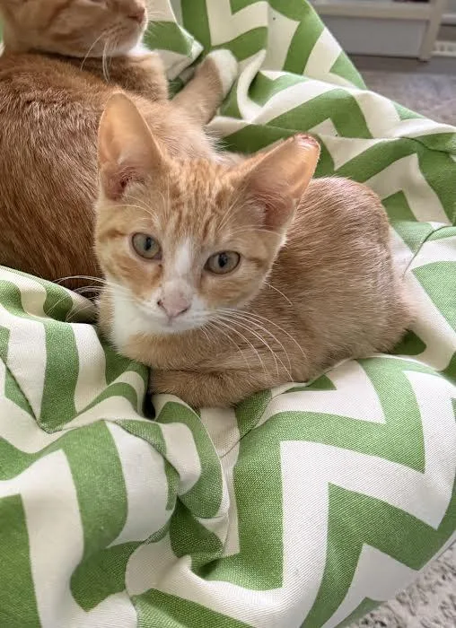 A young medium-sized female Orange / Red Domestic Short Hair cat named Peanut for adoption in Zimmerman, MN