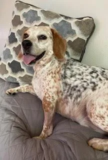An adult small-sized male Beagle dog named Jax for adoption in Kent, WA