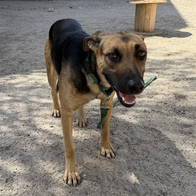 A young medium-sized male German Shepherd Dog dog named Ray for adoption in Thousand Palms, CA