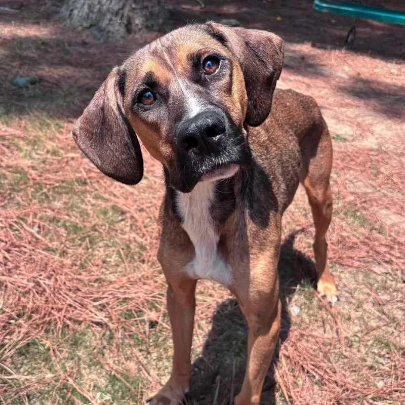 An adult medium-sized female Brown / Chocolate Hound dog named Angel for adoption in Little Rock, AR