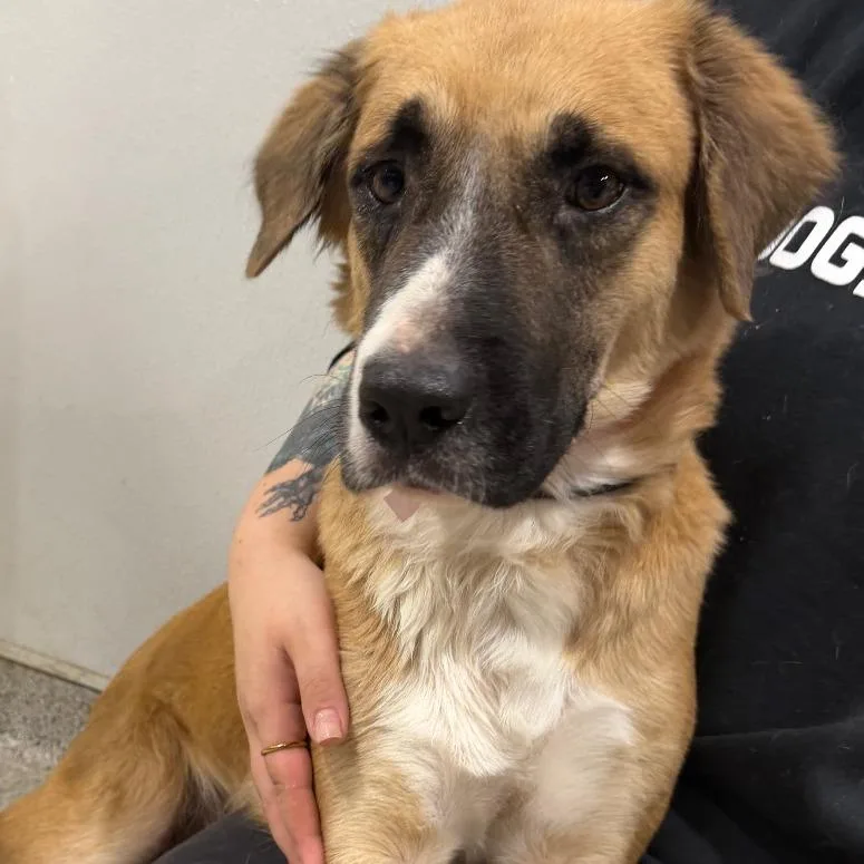 An adult large-sized female Red / Chestnut / Orange Anatolian Shepherd dog named Hamburga for adoption in Tampa, FL