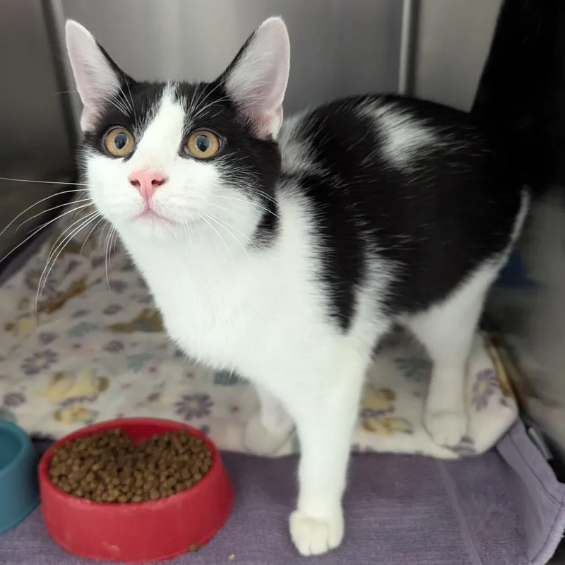 A baby medium-sized male White Domestic Short Hair cat named Peter Criss for adoption in Evansville, IN