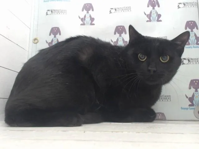 A young small-sized male Domestic Short Hair cat named Yin for adoption in Orlando, FL