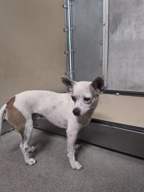 An adult small-sized male Chihuahua dog named A for adoption in Lancaster, CA