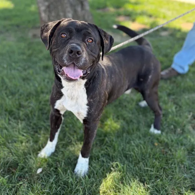 A young extra large-sized male Pit Bull Terrier dog named Major for adoption in Modesto, CA