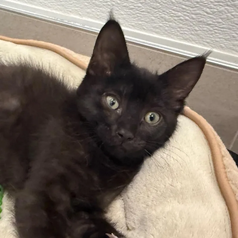 A baby medium-sized male Domestic Short Hair cat named Brooklyn for adoption in Evanston, IL