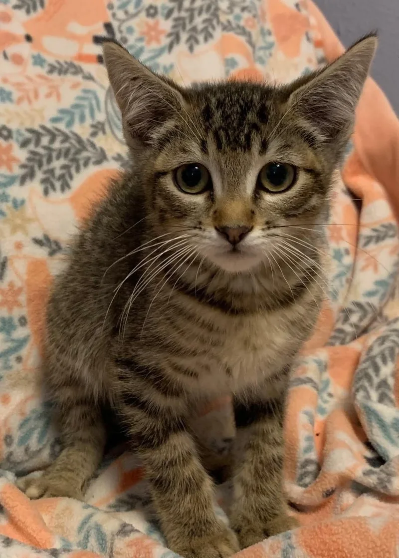 A baby medium-sized male Tabby (Brown / Chocolate) Domestic Short Hair cat named Chris Kirkpatrick for adoption in Logan, UT