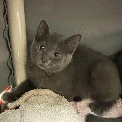A baby small-sized female Domestic Short Hair cat named Misty for adoption in Wheaton, IL