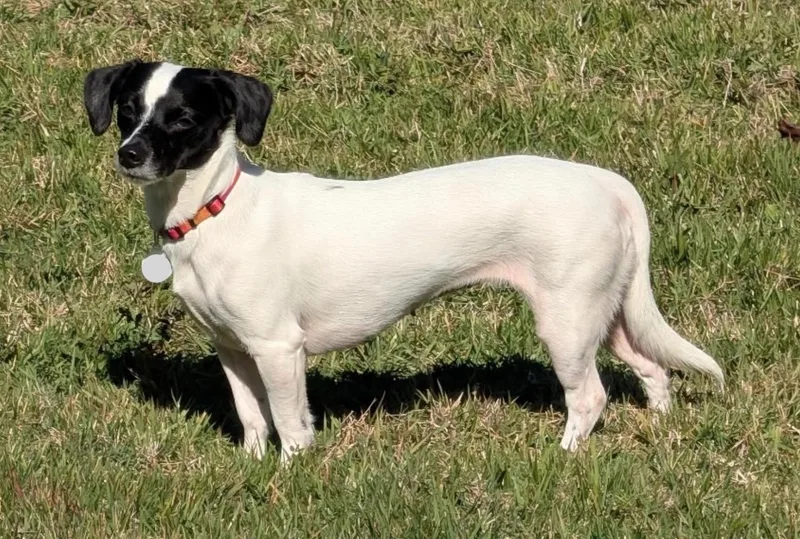 An adult small-sized female Chihuahua dog named Lucy Pearl for adoption in Osteen, FL