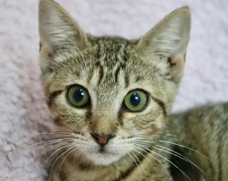A baby medium-sized female Tabby cat named Lucy for adoption in Saint Augustine, FL