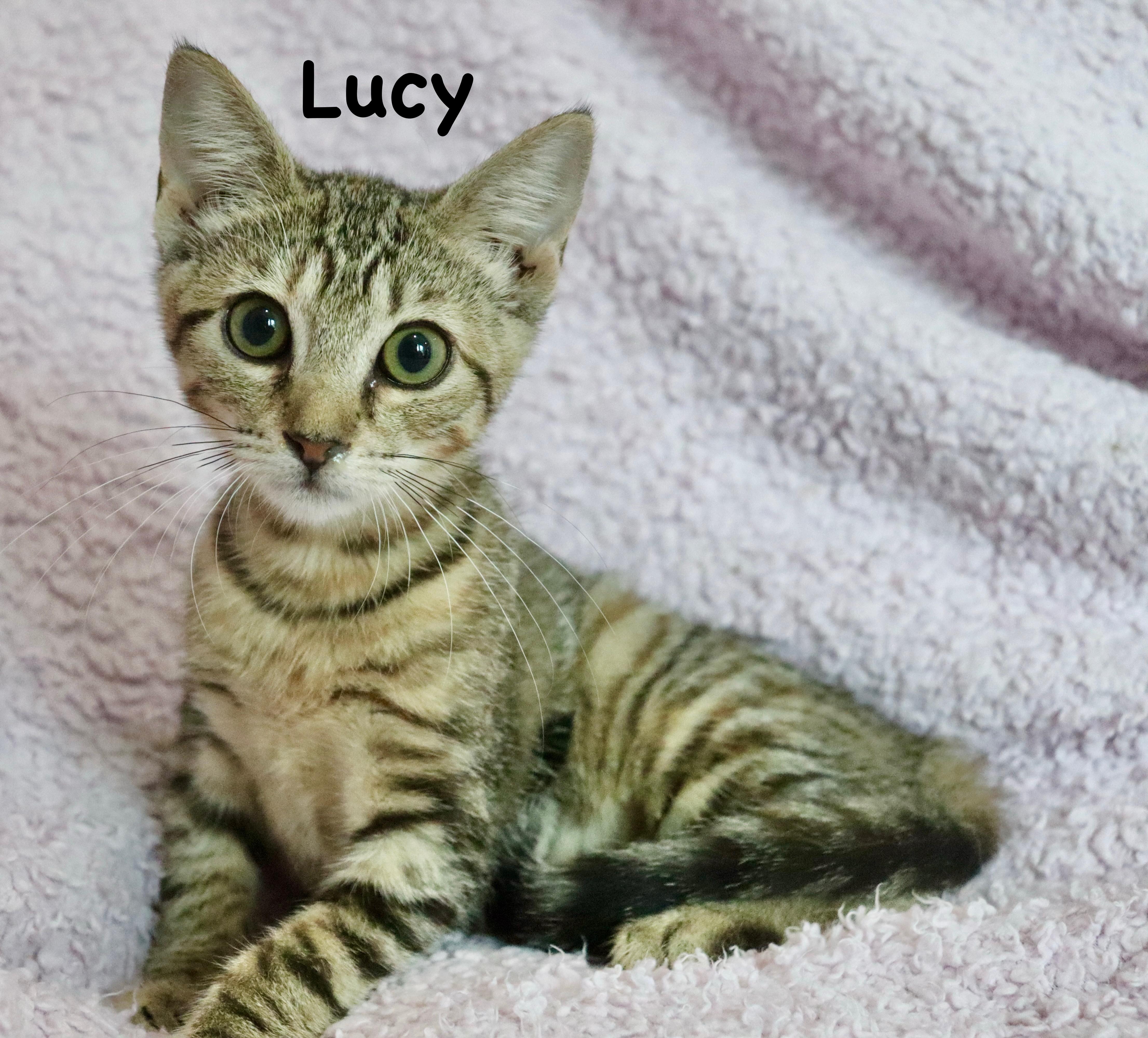 Lucy thumbnail 2