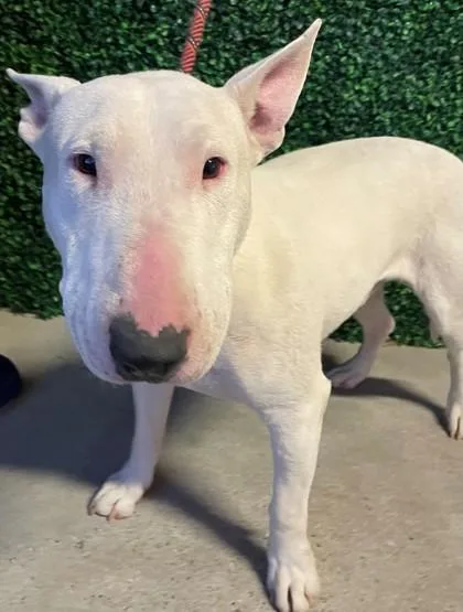 An adult large-sized male White / Cream Bull Terrier dog named Boss for adoption in El Paso, TX