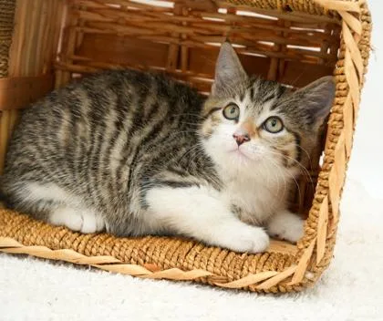 A young small-sized female Domestic Short Hair cat named Briley for adoption in Bowling Green, KY