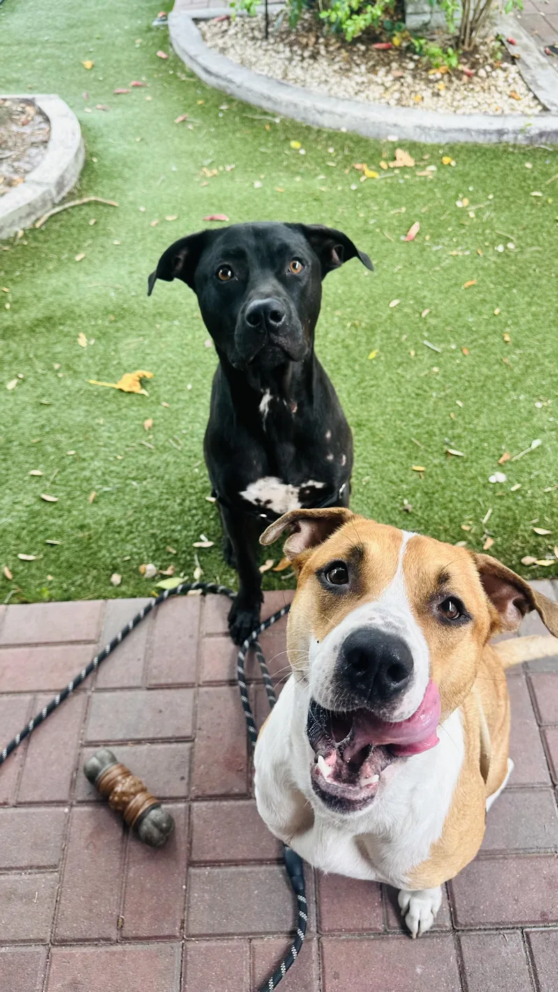 A young medium-sized male Labrador Retriever dog named Rusty for adoption