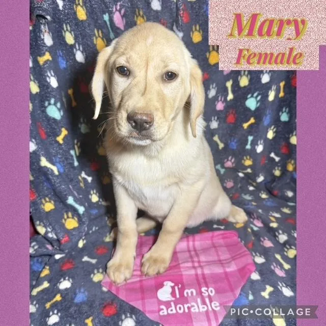 A baby large-sized female Labrador Retriever dog named Mary for adoption in Manchester, CT