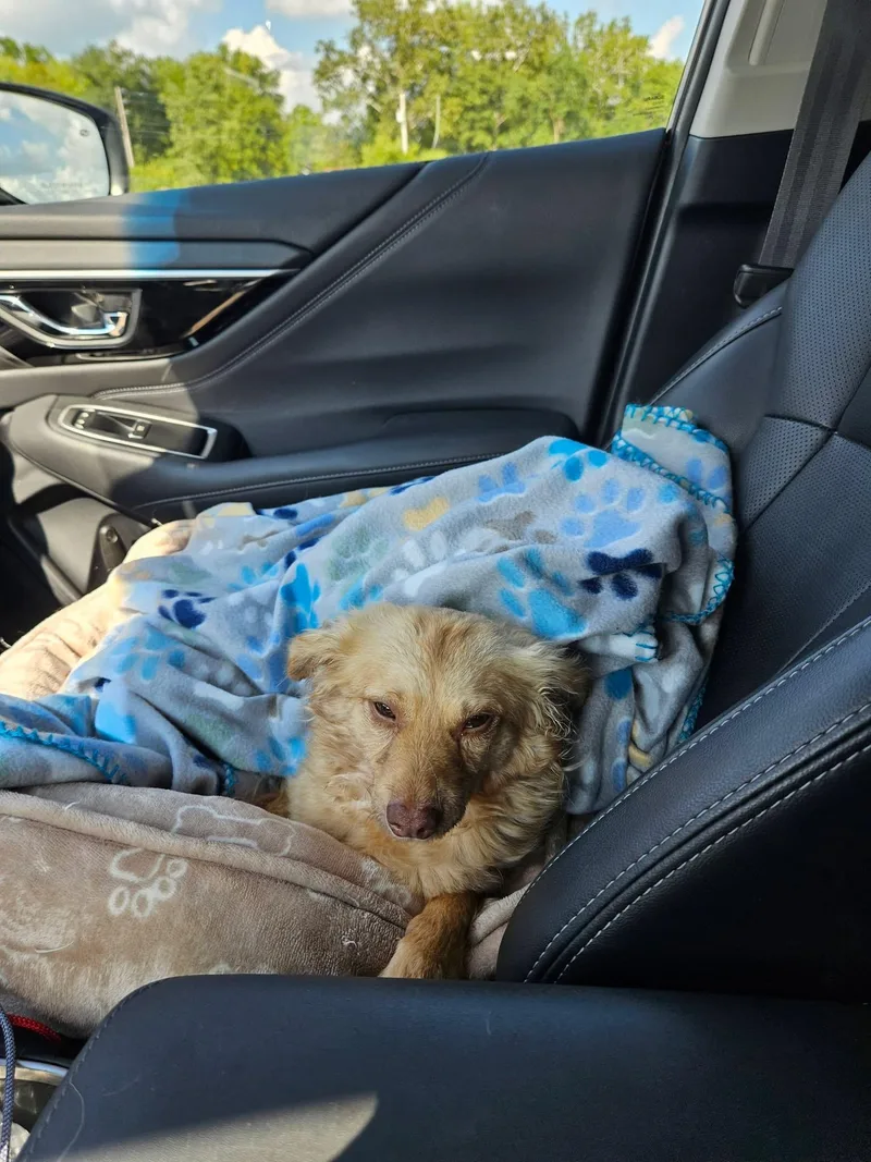A young small-sized female Pomeranian dog named Jade for adoption in Dayton, OH