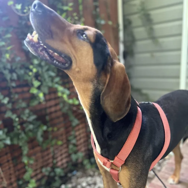 An adult medium-sized male Black and Tan Coonhound dog named Roman for adoption in Jarrettsville, MD