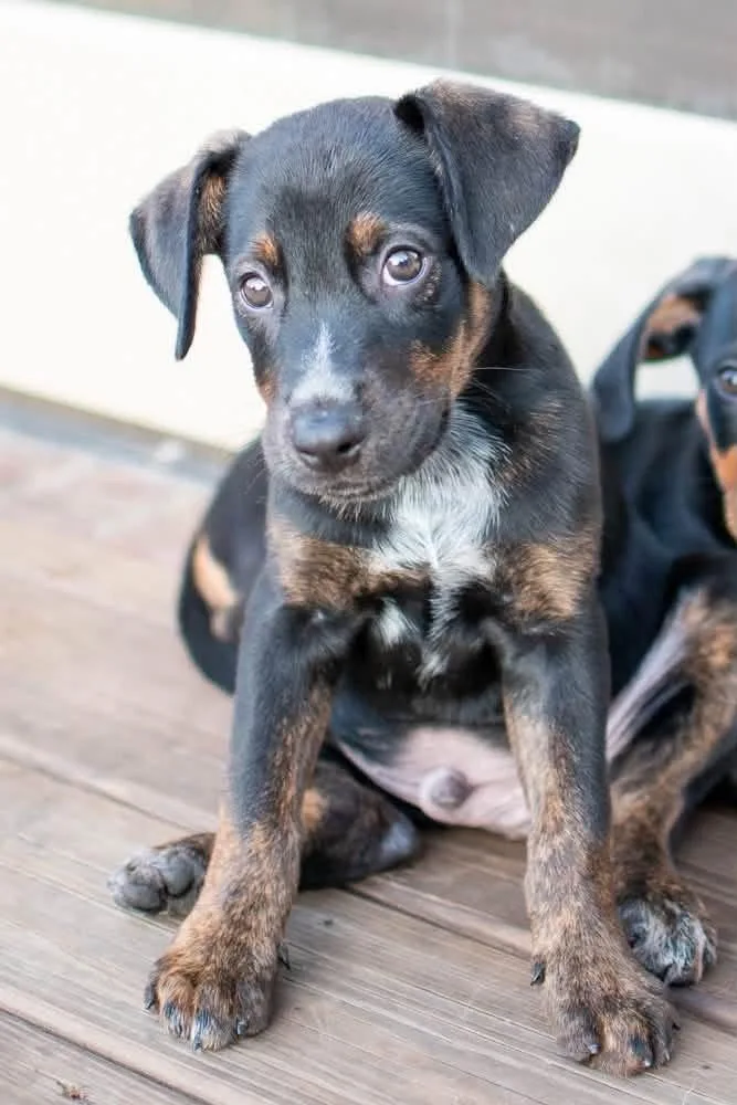 A baby medium-sized male Hound dog named Ruffles for adoption in Germantown, OH