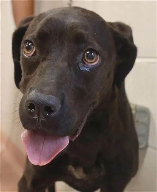 A young medium-sized female Mixed Breed dog named Violet for adoption in Columbia, SC