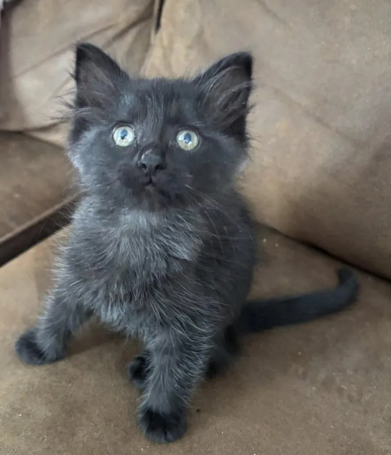 A baby small-sized female Domestic Short Hair cat named Lollipop for adoption in Magnolia, TX