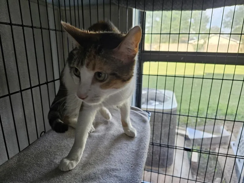 An adult medium-sized female Black & White / Tuxedo Domestic Short Hair cat named Mazzie for adoption in Bossier City, LA