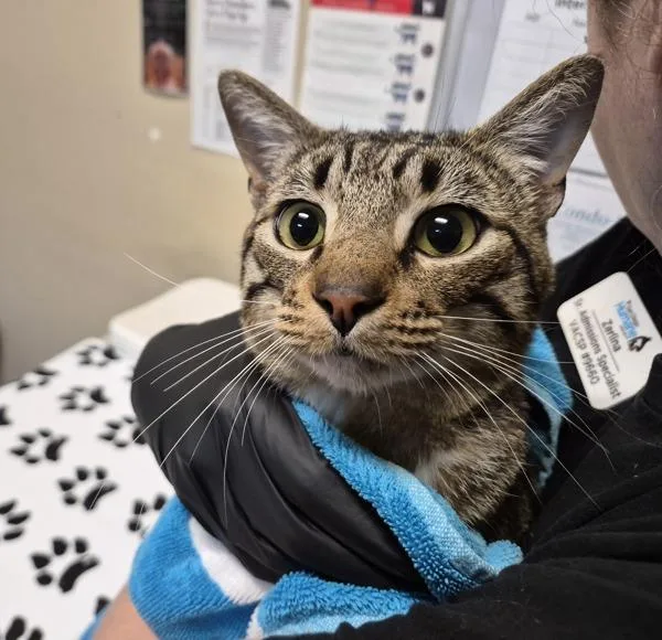 An adult medium-sized male Domestic Short Hair cat named Howdy for adoption in Oceanside, CA