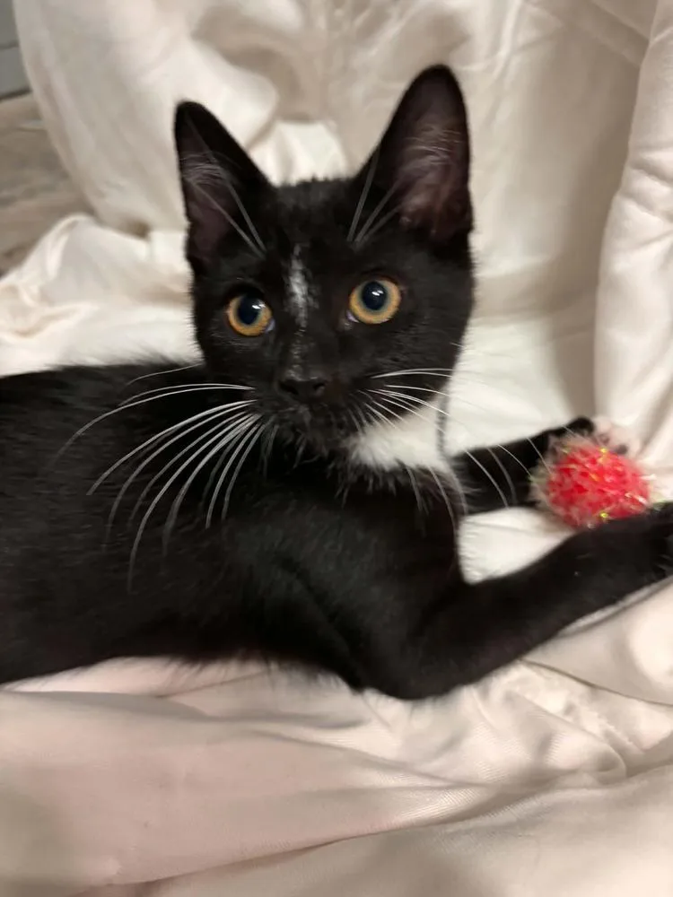 A baby small-sized female Black & White / Tuxedo Domestic Short Hair cat named Georgia for adoption in Mishawaka, IN