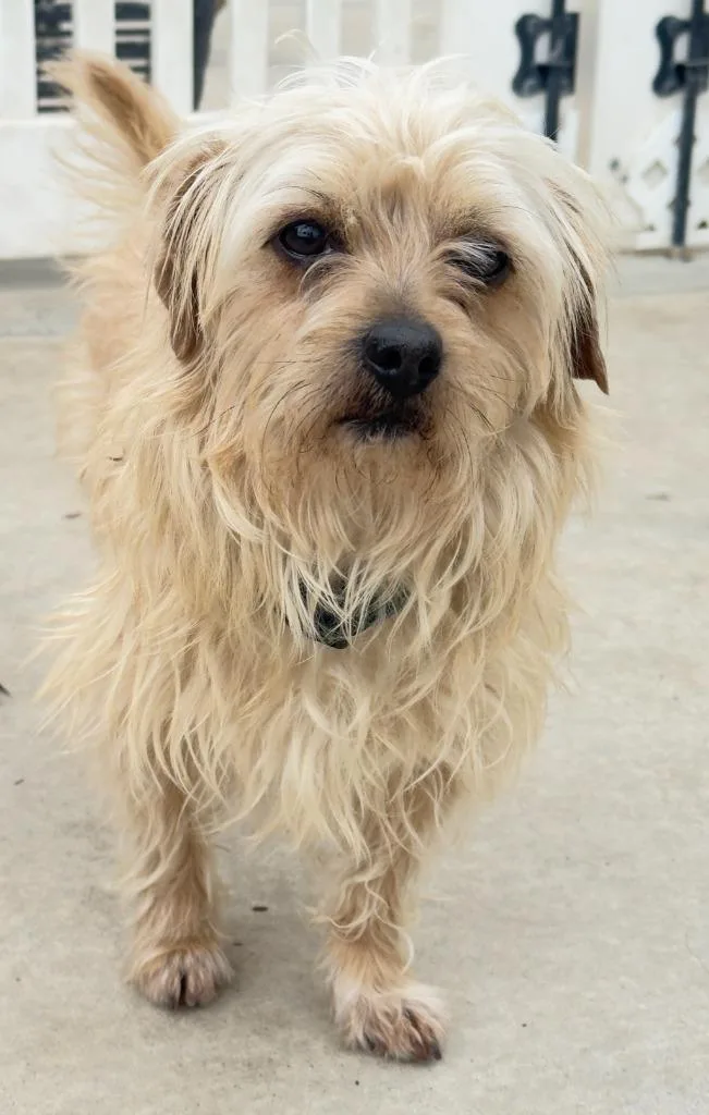 A young small-sized male Terrier dog named Maurice for adoption in Los Angeles, CA