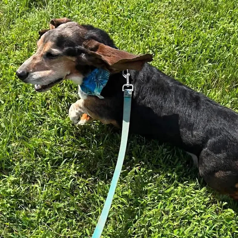 An adult medium-sized male Tricolor (Brown, Black, & White) Basset Hound dog named Tye for adoption in Grand Island, NE
