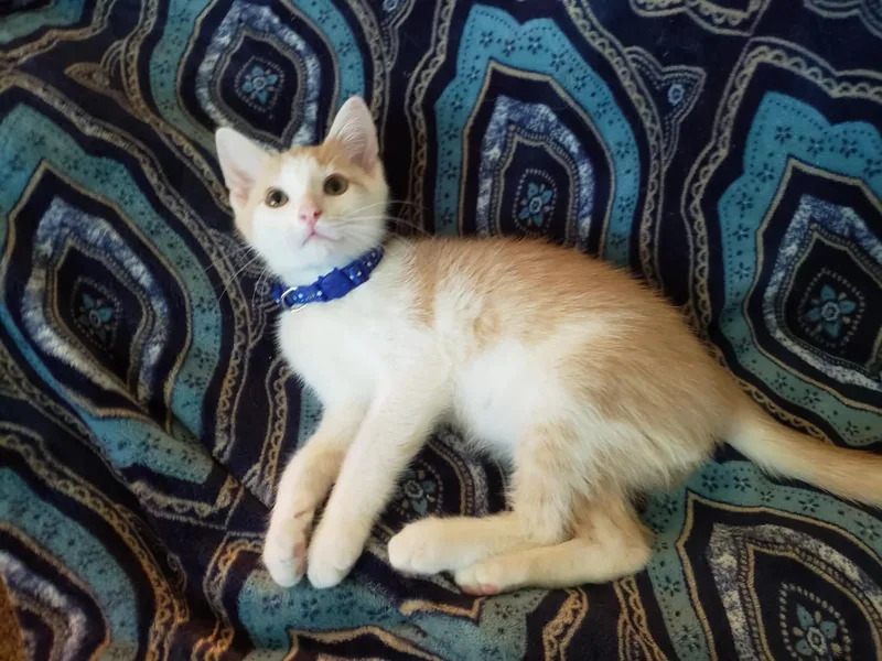 A baby medium-sized male Domestic Short Hair cat named Lewis for adoption in China Township, MI