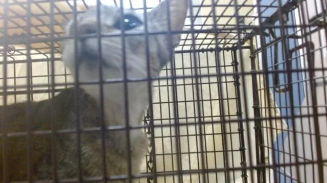 A young small-sized female Domestic Short Hair cat named Flower for adoption in Miami, FL