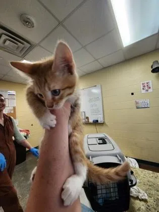 A baby small-sized male Domestic Short Hair cat named Starcrunch for adoption in Independence, MO