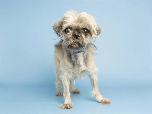 An adult small-sized female Shih Tzu dog named Judy for adoption in Phoenix, AZ