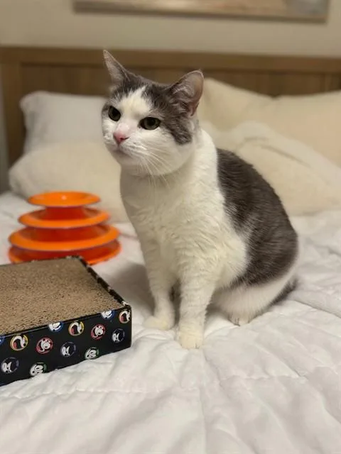 A senior medium-sized female Domestic Short Hair cat named Acer for adoption in Agoura, CA
