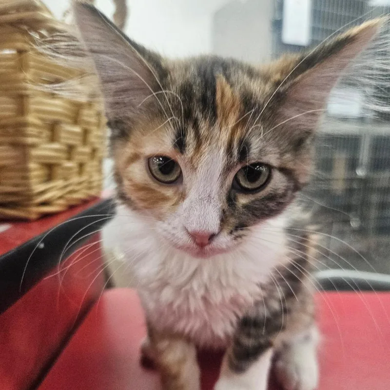 A baby small-sized female Calico Domestic Short Hair cat named Chicken Sandwich for adoption in Grantsville, UT