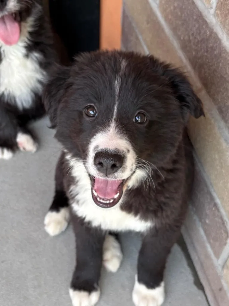 Frei Poole thumbnail 2