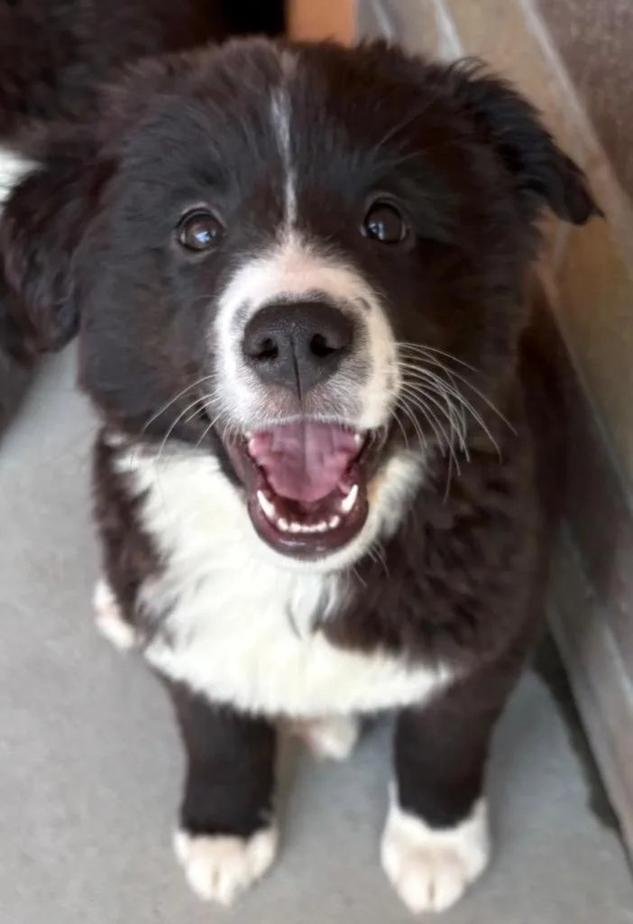 Frei Poole thumbnail 3