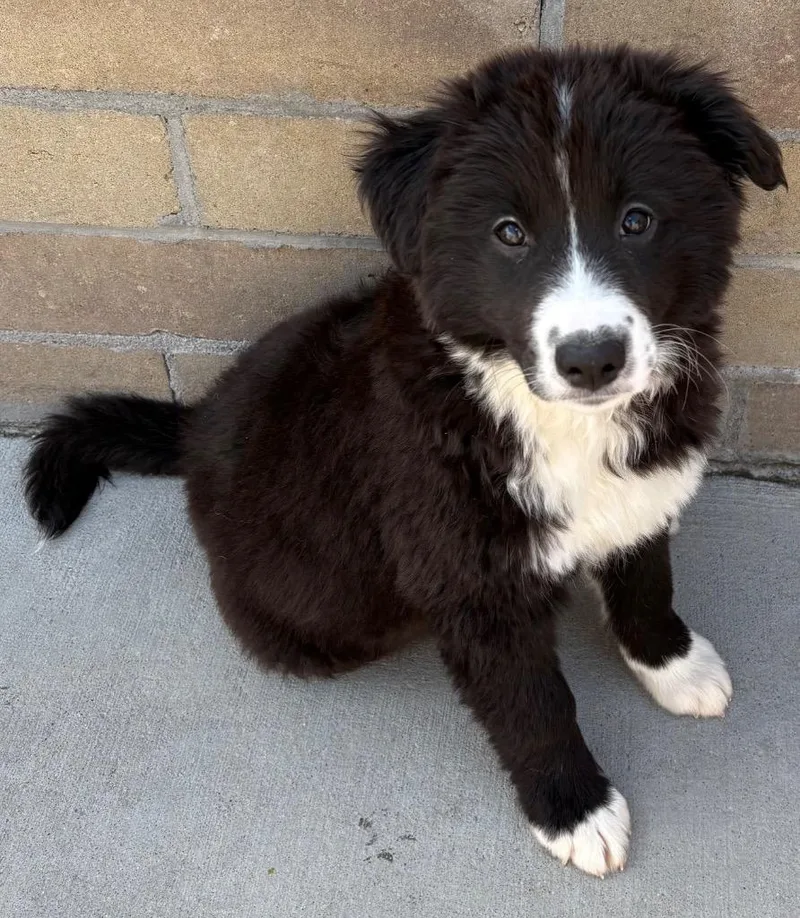 Frei Poole thumbnail 4