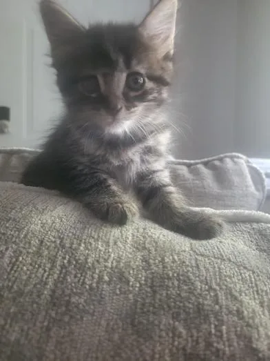 A baby small-sized female Tabby (Brown / Chocolate) Domestic Medium Hair cat named Layla for adoption in Liverpool, TX