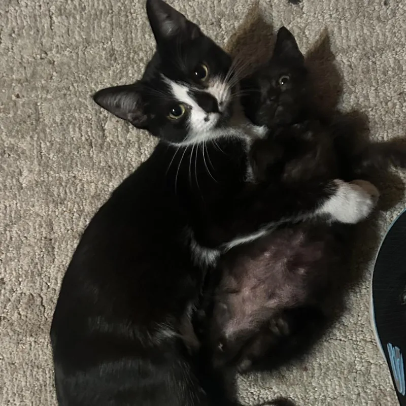 A baby small-sized male Black Domestic Short Hair cat named Riddler for adoption in Veneta, OR