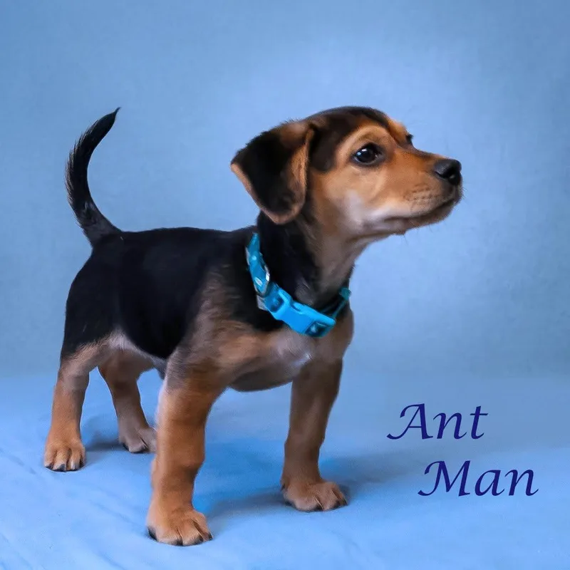 A baby small-sized male Black Beagle dog named Ant Man  D for adoption in Lebanon, TN