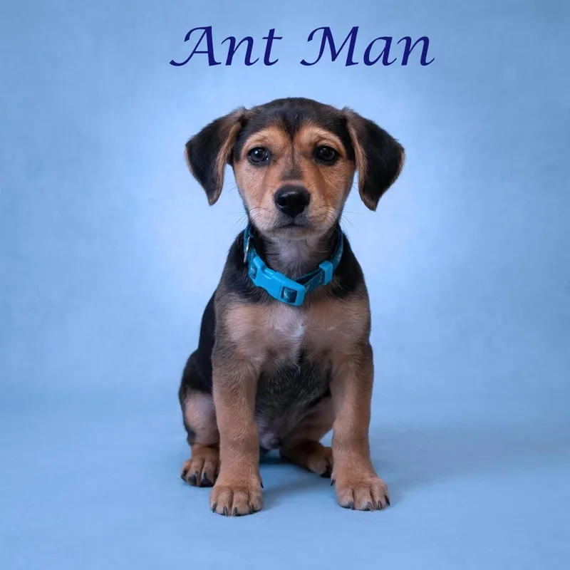 Ant Man  D thumbnail 3