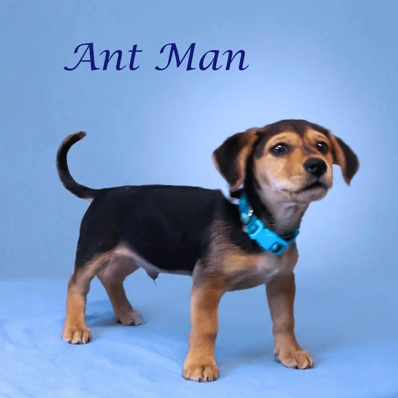 Ant Man  D thumbnail 4