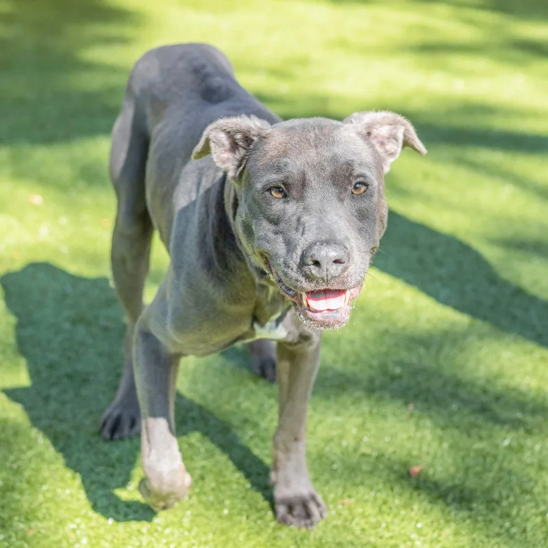 A senior large-sized male Terrier dog named Douglas for adoption in Hilton Head Island, SC