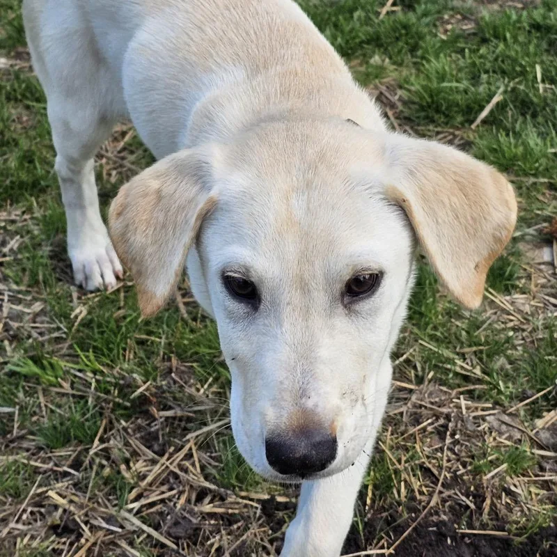 A baby small-sized female Yellow / Tan / Blond / Fawn Mixed Breed dog named Keely for adoption in Buffalo, MN